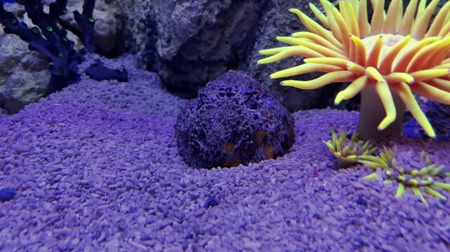 Venomous stonefish camouflaged in sand seabed next to a yellow sea anemone in an aquarium tank. Exotic marine predator resting on ocean floor