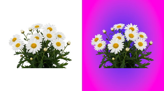 Split view of daisy flowers, one side with a black background, and the other, side with a, vibrant pink and, purple gradient background