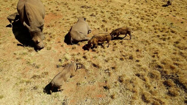 Common warthog chases off another near grazing white rhinoceros, aerial slowmo