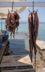 Octopus hanging to dry by the Greek seaside. Fresh octopus hanging to dry beside the sea at a traditional Greek coastal setting © Cibster