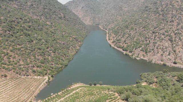 Aerial, drone shot flying backward low over terraced vineyards with the Douro River and its meander in the background, Vale de Carvalho, Portugal