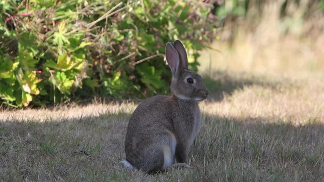 A European Rabbit, Oryctolagus cuniculus, standing in shade surrounded by brown grass during a Summer heatwave. Powys. Wales. UK 2026