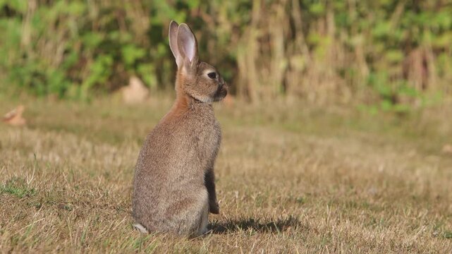 A European Rabbit, Oryctolagus cuniculus, sitting upright and alert on grass, brown in late Summer. Powys. Wales. UK