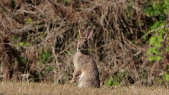 A European Rabbit, Oryctolagus cuniculus, standing alert near hedgerow. Powys. Wales. UK
