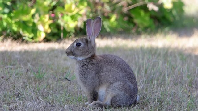 A European Rabbit, Oryctolagus cuniculus, in shade during hot Summer weather. Powys. Wales. UK