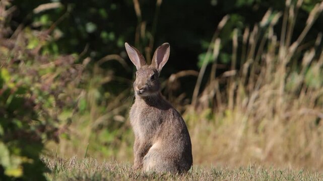 A European Rabbit Oryctolagus cuniculus in evening light in late Summer. Powys. Wales. UK