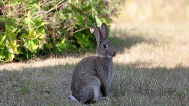 A European Rabbit,Oryctolagus cuniculus, standing in shade to avoid the hot sun during a heatwave. Powys. Wales. UK 2026