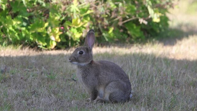 A European Rabbit, Oryctolagus cuniculus, sitting in shade on a hot Summer evening. Powys. Wales. UK