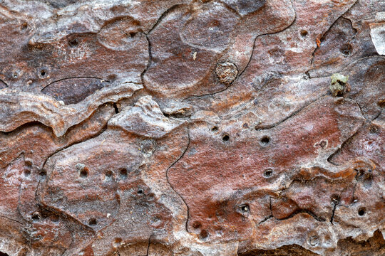 Extreme close-up of pine tree bark texture with beetle holes.