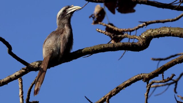 Closeup real-time video of a great hornbill (Buceros bicornis) peacefully perching on a tree branch during a winter morning in Himachal Pradesh, India.