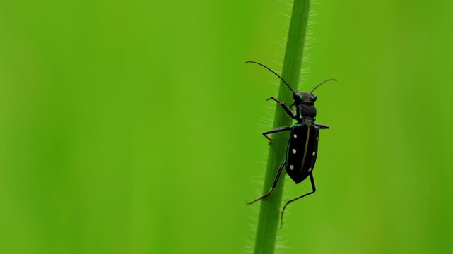 Closeup video of Calochroa flavomaculata, yellow-spotted tiger beetle, perching on a grass blade in its natural habitat during the monsoon season in Himachal Pradesh, India.