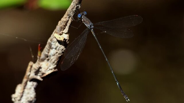 Closeup wildlife video of Lestes dorothea, commonly known as the forest spreadwing, a delicate damselfly belonging to the family Lestidae.