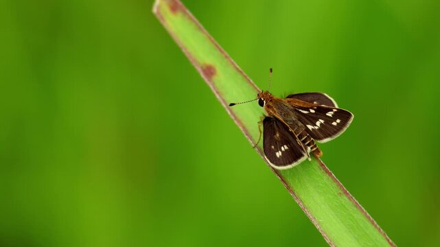 Closeup video of a common grass dart butterfly (Taractrocera maevius) spreading its wings while perched on a green grass blade in its natural habitat during the monsoon season in Inda.