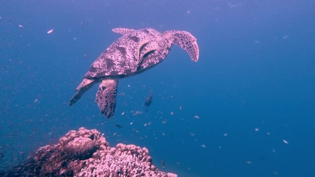 Magical scene of a green sea turtle (Chelonia mydas) with a remora (Echeneidae) on its shell swimming away from the thousands of fish hatchlings surrounding a coral mound during spawning season