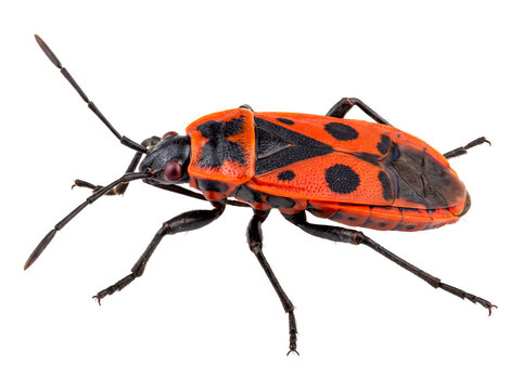 Red Firebug Pyrrhocoris apterus Insect Isolated on Transparent Background PNG