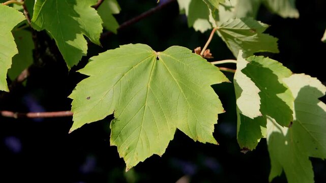 Closeup of a Sycamore leaf, Acer pseudoplatanus, in late Summer. UK