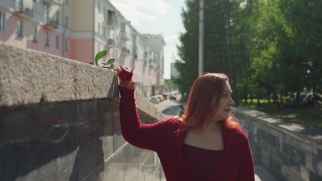 Young woman with red hair reaches out to pick single rose from stone wall in urban park setting. Woman wears maroon top and textured knit sweater her expression calm as woman interacts