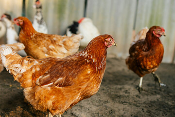 Free-Range Brown Chickens Roaming in Farmyard: Organic & Natural Farming Lifestyle, Sustainable Agriculture © Maria