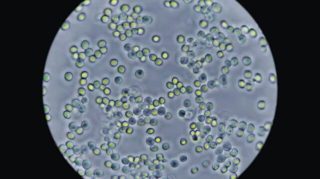 Microscopic view of green algae cells moving inside circular laboratory viewing field