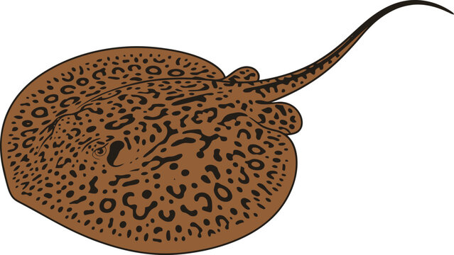 A detailed illustration of a spotted freshwater stingray viewed from above.