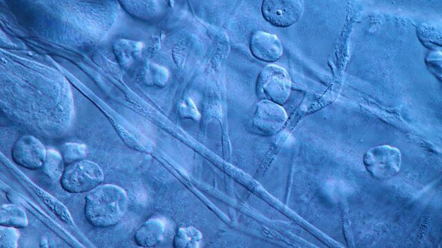 Microscopic view of plant cells and fiber strands under high magnification research equipment