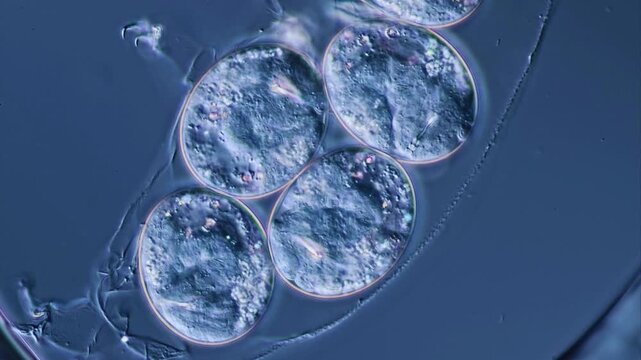 Microscopic view of clustered biological cells with clear membrane walls under magnification