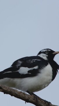 Australian Magpie-Lark Perched on a Tree Branch