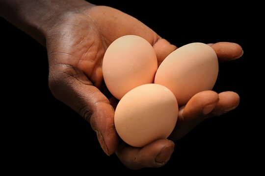 Vue rapproch&eacute;e d'une main d'une personne noire montrant trois &oelig;ufs frais avec un fond noir en arri&egrave;re plan. Symbole d'une alimentation saine et naturelle. 