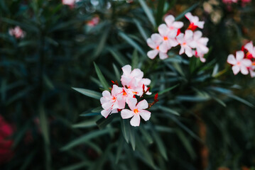 These flowers feature pink petals with a small yellow center, surrounded by long green leaves. © Sergio
