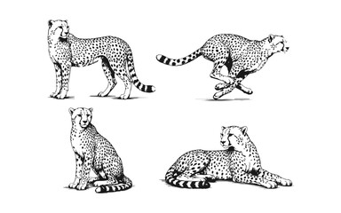 Obraz premium Hand Drawn Cheetahs Sketch Set Collection