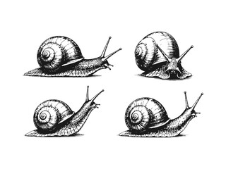 Hand Drawn Snails Sketch Set Collection © Leg_IO