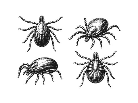 Hand Drawn Ticks Sketch Set Collection