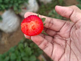 A bitten strawberry held in hand. a woman holding of Bite organic strawberry sweet and fresh on the garden. organic garden strawberry harvest field © Shantika