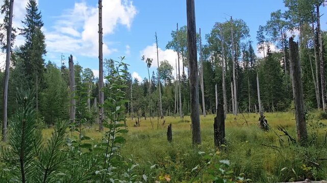 Dead birch trees standing in a swampy bog surrounded by green marsh grass and boreal forest, moody wetland nature scene, wilderness landscape concept.