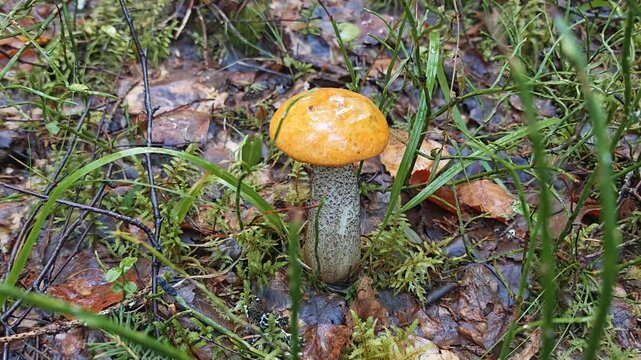 Young birch bolete mushroom emerging from wet forest floor covered in fallen leaves and green grass, wild mushroom foraging concept, autumn harvest scene.