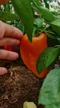 Woman's hand picking a ripe orange bell pepper from a green plant in a vegetable garden, fresh harvest concept, homegrown produce, gardening lifestyle scene.
