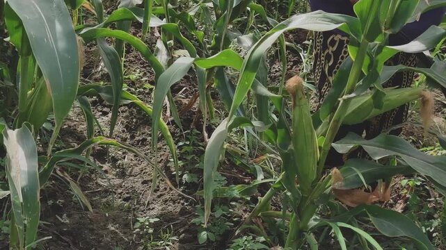 Farmer holding sickle and inspecting corn cob on plant in farm field in rural Vietnam
