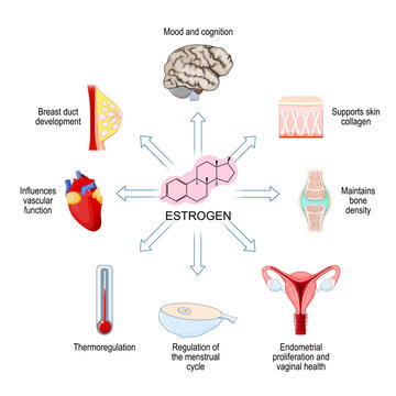 Estrogen effects on the female body and target organs. Physiological functions of oestrogen. Female sex  Hormone action. 