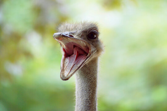 Ostrich, close-up