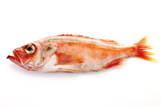 Redfish, elevated view