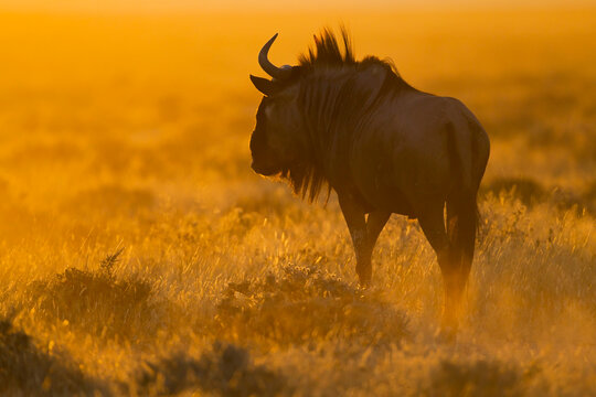 Africa, Namibia, Blue wildebeest in etosha national park