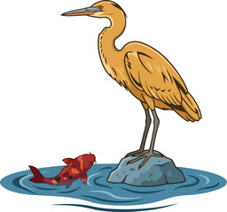 Fototapeta premium A yellow heron standing on a rock watching a red koi fish in the water.