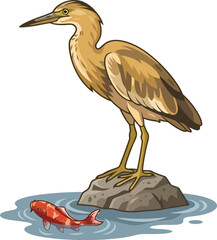 Fototapeta premium A brown heron standing on a rock watching a red koi fish in the water.