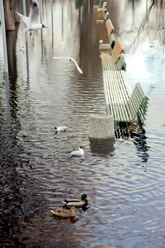 Birds and flooded benches