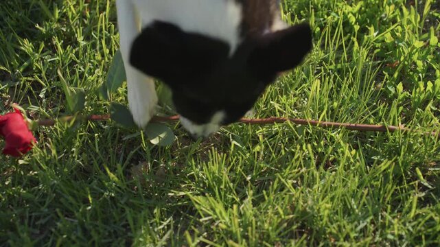 Close up of black and white cat exploring grass with scattered red rose petals. scene shows animal sniffing around interacting naturally in outdoor setting with green foliage and soft