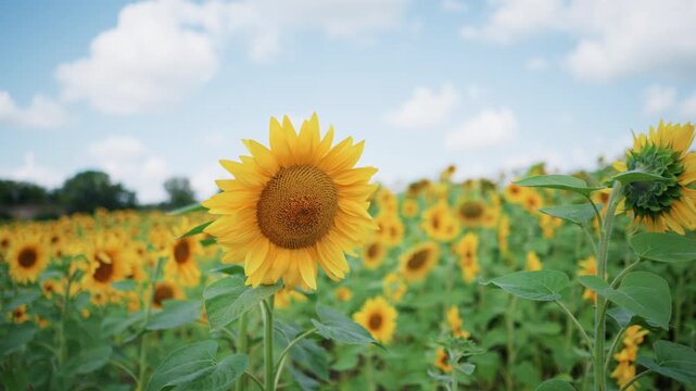 Close up of sunflower in full bloom with vibrant yellow petals and brown center surrounded by numerous other blooming sunflowers. scene features soft natural lighting under partly cloudy