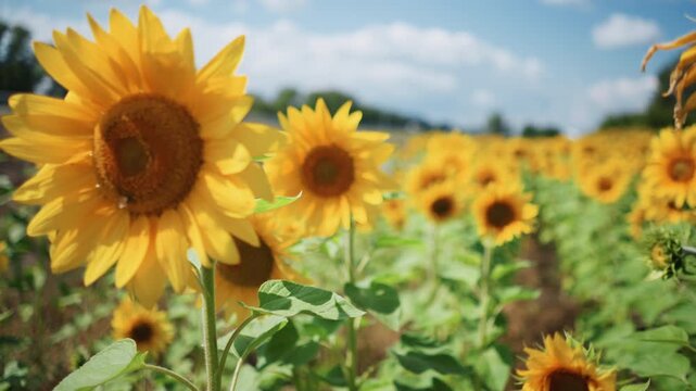 Close up of vibrant sunflowers swaying gently in field with bees visiting blooms. scene features bright yellow petals and brown centers surrounded by green foliage under clear blue skies