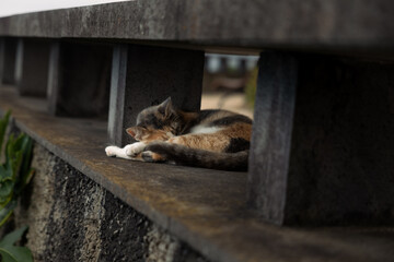 Sleeping cat resting peacefully © Yanick
