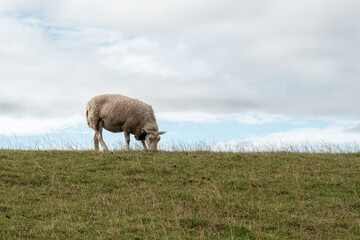 Obraz premium Sheep grazes on a hill under a cloudy sky near a grassy area