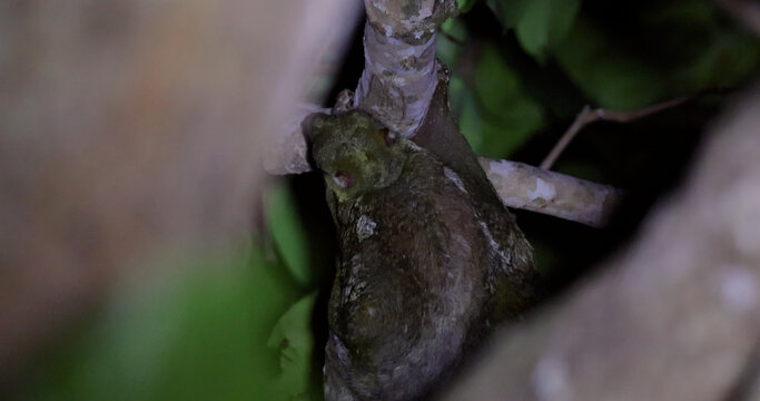 Sunda colugo clinging to tree branch at night, Galeopterus variegatus Malayan flying lemur in tropical rainforest habitat, nocturnal wildlife behavior, nature documentary background, nobody.